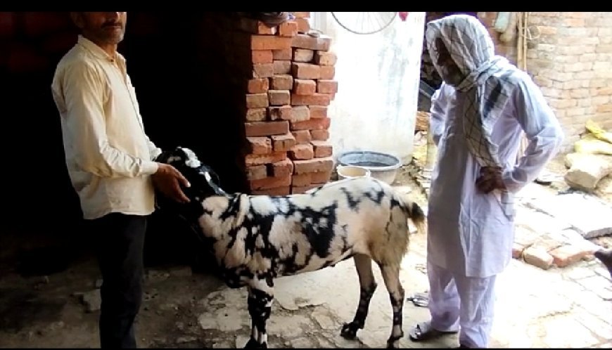 कुदरत की कृपा दृष्टि से किसान के घर जन्मा बकरी का बच्चा जिसके पेट पर लिखा अल्लाह और मोहम्मद   कुदरत के चमत्कार को नमस्कार करने के लिए काफी दूरदराज से इस किसान के घर आ रहे हैं लोग
