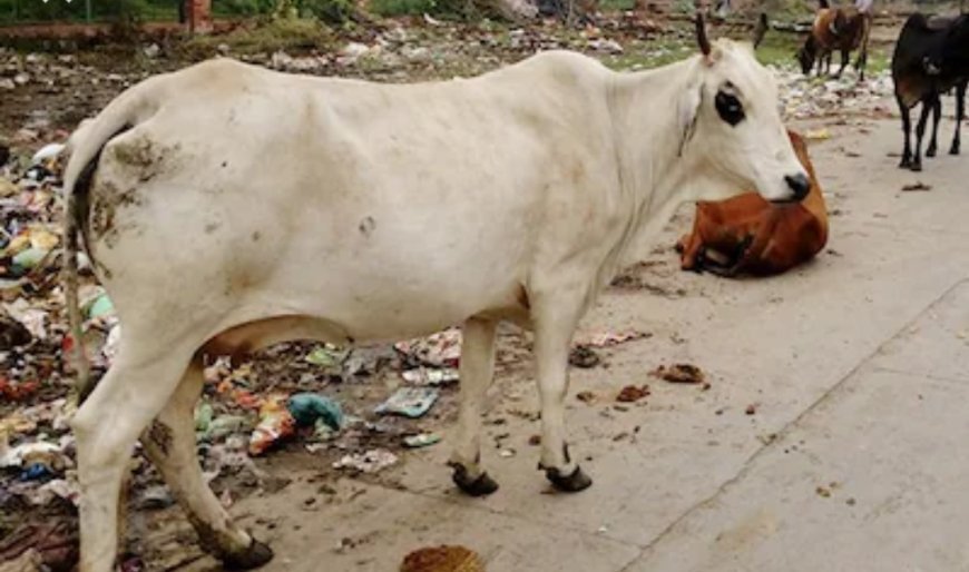 नगर में आवारा सुअर और गौवंश से हलाकान है प्रत्येक नागरिक व व्यापारी