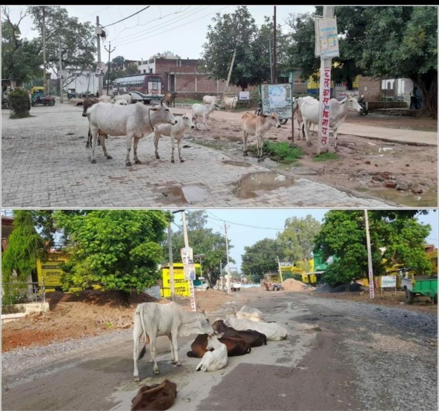 नगर पंचायत अध्यक्ष के दाबे दिख रहे खोखले,भरी बरसात में गौशाला के बजाय सड़कों पर दिख रही गौमाता।