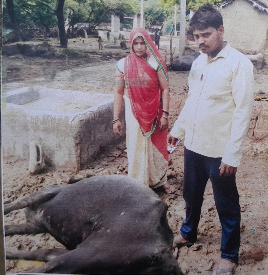 आकाशीय बिजली गिरने से भैंस की मौत