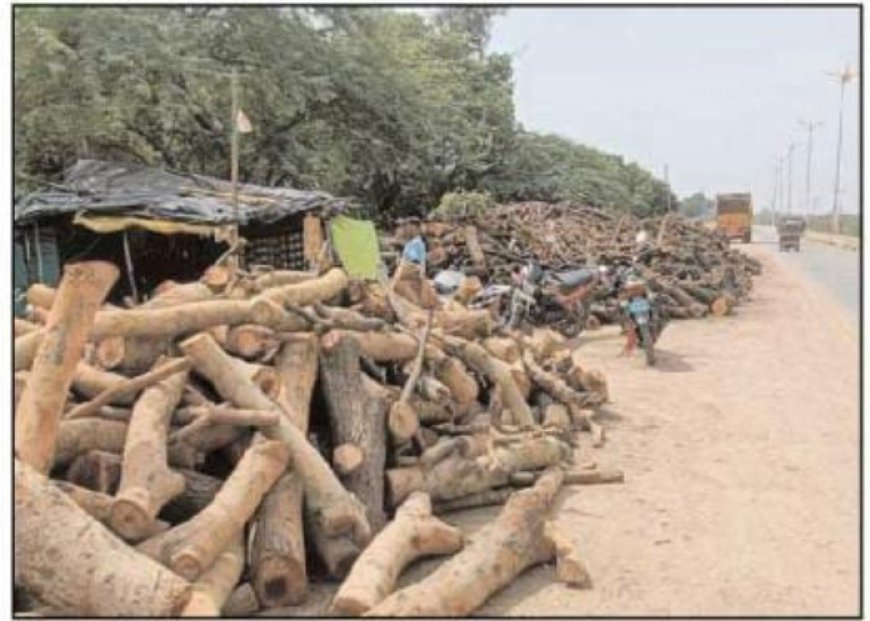 कदौरा क्षेत्र स्थित हाईवे में लकड़ी माफियाओं ने खोला टाल, जिम्मेदार मौन