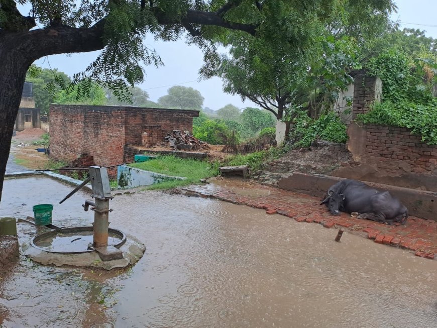 लगातार हो रही बारिश से किसानों को मिली बड़ी राहत, धान, बाजरे कीं सूख रहीं फसलों को पानी बना अमृत