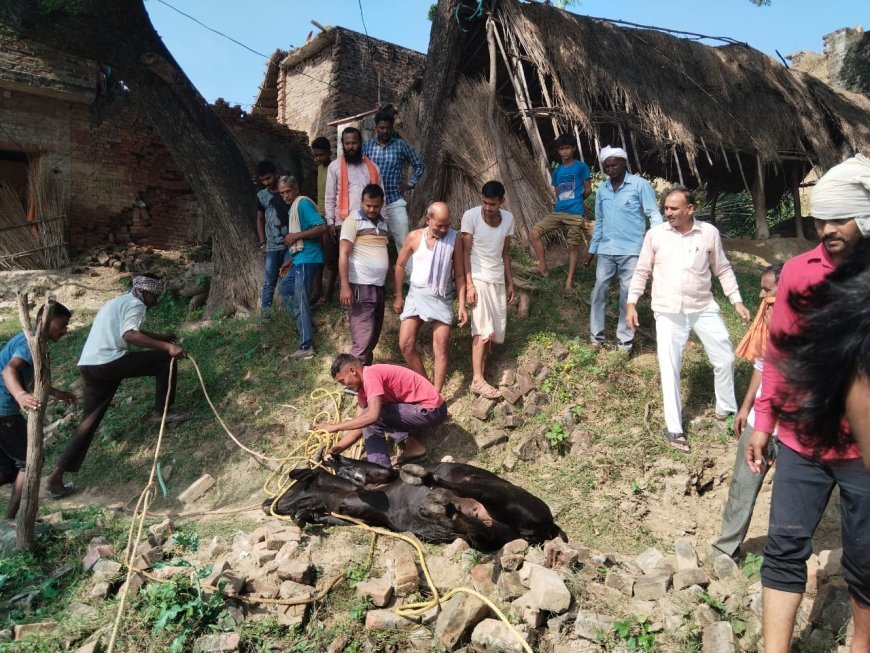 यमुना चंबल के संगम पर स्थित भरेह गांव में गाय माता गिरीं कुएं में, ग्रामीणों ने काफी मशक्कत के बाद किया रेस्क्यू
