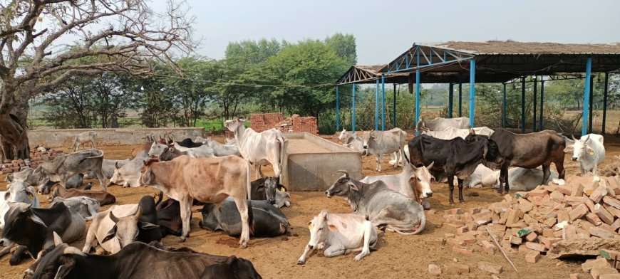 ग्राम कैथी स्थित गौशाला में भूख से बेहाल गौवंशज,प्रधान मस्त, गौ बंश तृस्त