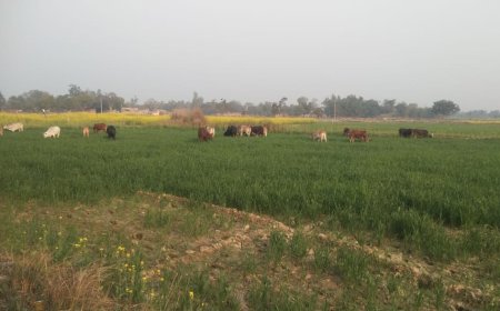 किसानों के हर प्रयास फेल, फसल चौपट कर रहे छुट्टा जानवर