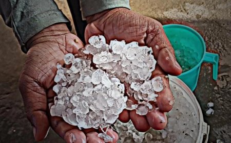 बे मौसम बारिश और ओले ने बढ़ाई किसानों की मुसीबत