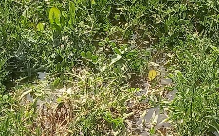 कुदरा माइनर ओवरफ्लो होने से खेतों में भरा पानी, किसान बेहाल