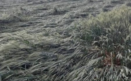 मौसम ने बदला मिजाज ओलाबृष्टि से खडी फसले हुई तवाह