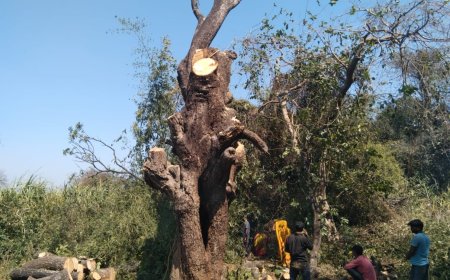 हरे आम के पेड़ पर चल रहा लकड़ कट्टों का आरा