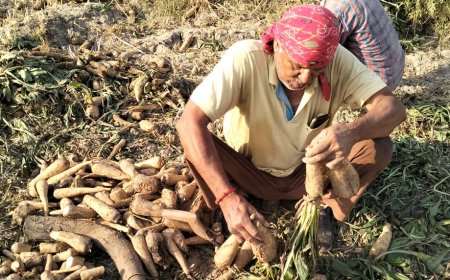 औरेया की चकोरी की मांग समुद्र पार बढ़ी, किसान की बदली किस्मत