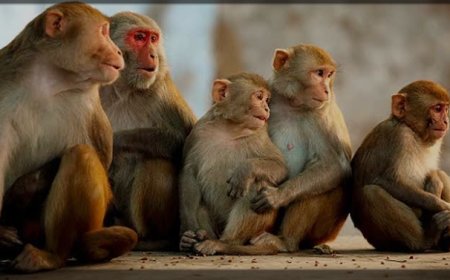 बंदरो के आतंक से नगर की जनता परेशान