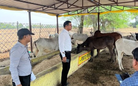 उप जिलाधिकारी ने किया गौशालाओं का औचक निरीक्षण