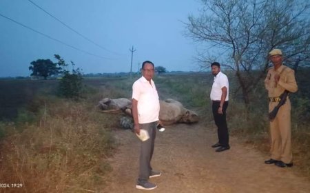 बिजली के करंट से मरे ऊटों को नायब तहसीलदार ने पोस्टमार्टम के लिए भिजवाया