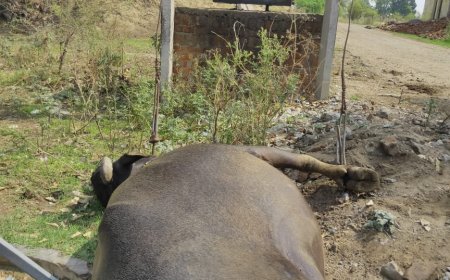 करेंट की चपेट में आकर भैंस की हुई मौत