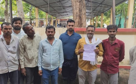 लावारिस गायों ने धान की फसल को किया बर्वाद