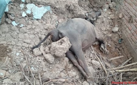 कच्ची दीवार गिर जाने से , एक भैंस की हुई मौके पर मौत