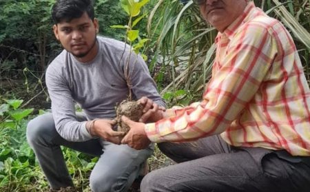 ग्राम बरोदा कला के राजकीय आयुर्वेदिक चिकित्सालय परिसर मे किया गया वृक्षारोपण