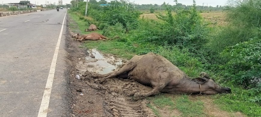 बुलेरो के टक्कर से एक भैंस मरी दो घायल