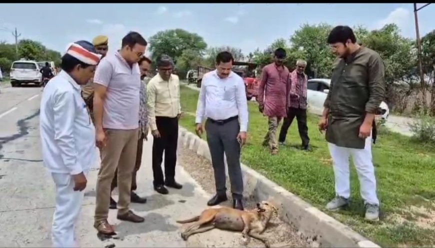 जिलाधिकारी ने घायल दम्पति को अस्पताल भिजवाया,घायल कुते का भी इलाज करवाया