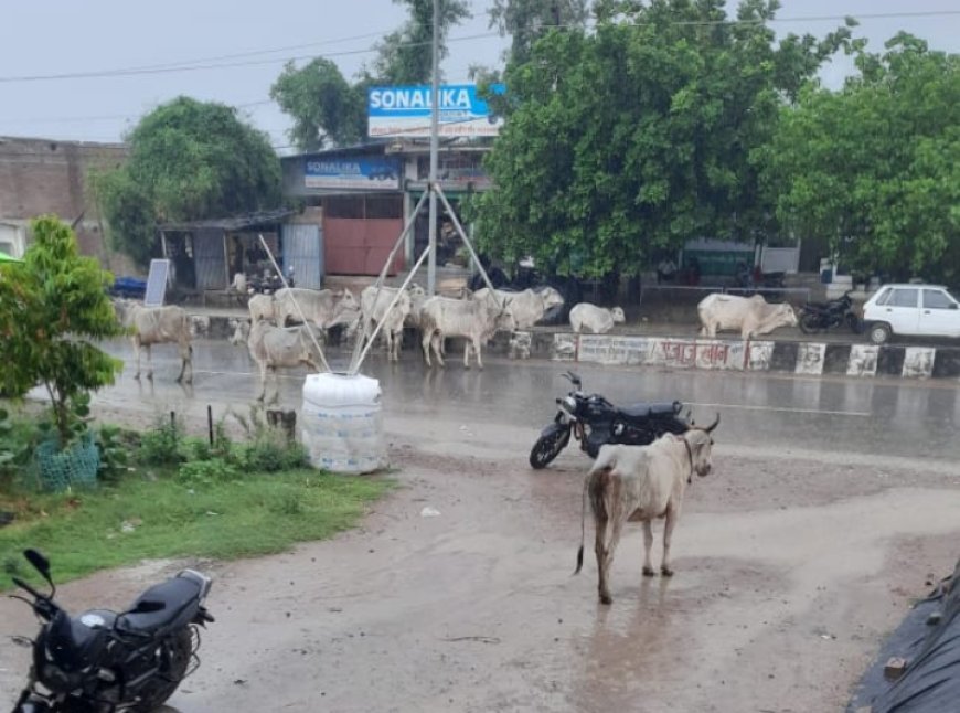 बारिश में सड़क में भीगने को मजबूर अनाथ गोवंश