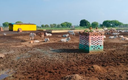 सरावन गोशाला में अव्यवस्थाओं का अंबार, गौवंश कीचड़ में बैठने को मजबूर