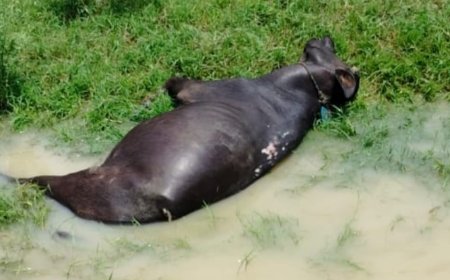 ठेकेदार की लापरवाही से हुई भैंस की मौत