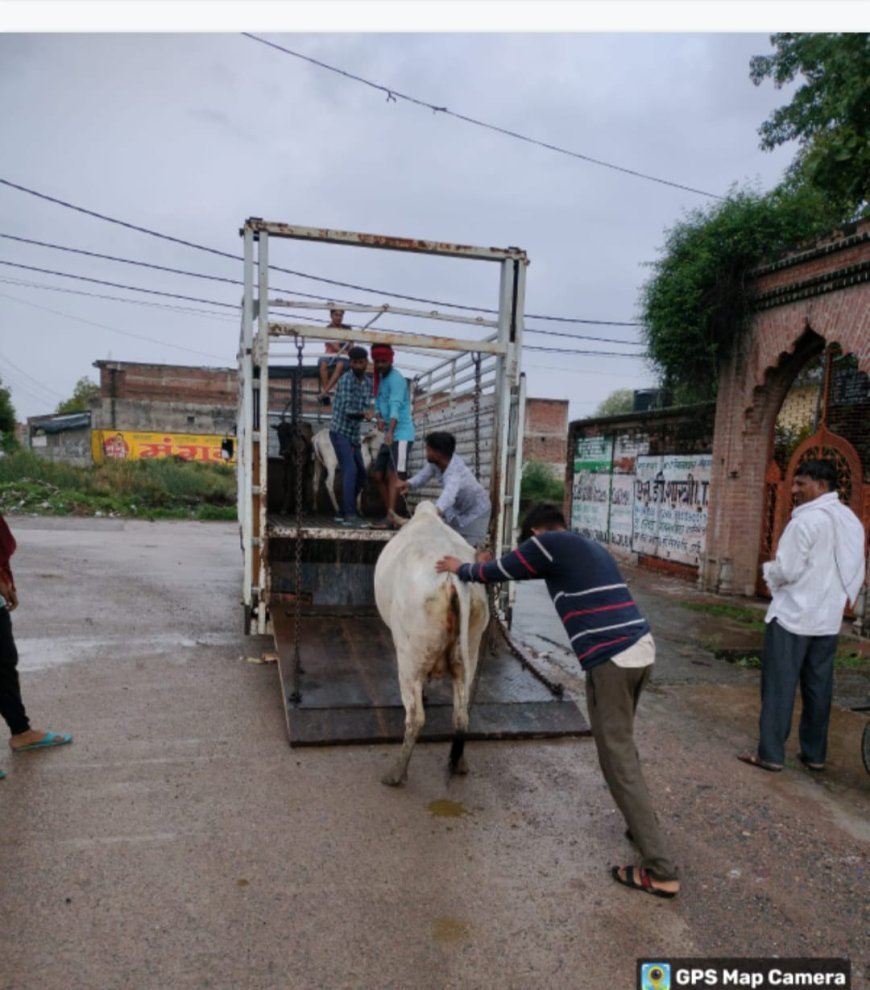 नगर पालिका द्वारा आधा सैकड़ा अन्ना जानवरों को पकड़कर कराया गया संरक्षित