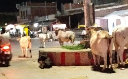 फफूंद के अछल्दा चौराहे पर आखिर कब मिलेगी आवारा गोवंश से निजात