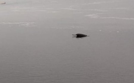 पर्यटकों को लुभाने के लिए पचनद विश्व मानचित्र पर इकलौता, जहां है चंबल क्रोकोडाइल सेंचुरी