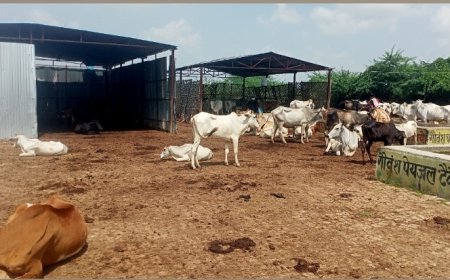 आदर्श गौशाला के रूप में दिख रही ग्राम पंचायत रुदावली मजरे की इटौरा गौशाला