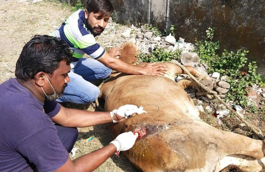 गौसेवा के लिए 24 घंटे तैयार संस्था, मृत्यु होने पर विधि विधान से करते हैं अंतिम संस्कार