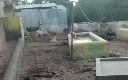 गौशाला में बंद गायों को नोंच खाया कुत्तों ने
