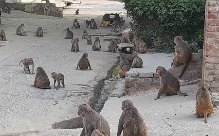 नगर में बन्दरों का साम्राज चरम सीमा पर