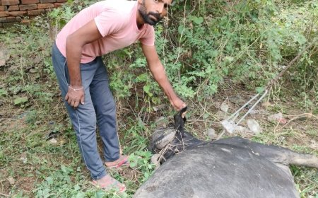 करंट लगने से हुई भैंस की मौत,इत्तेफाकिया कानून के तहत मुकदमा दर्ज
