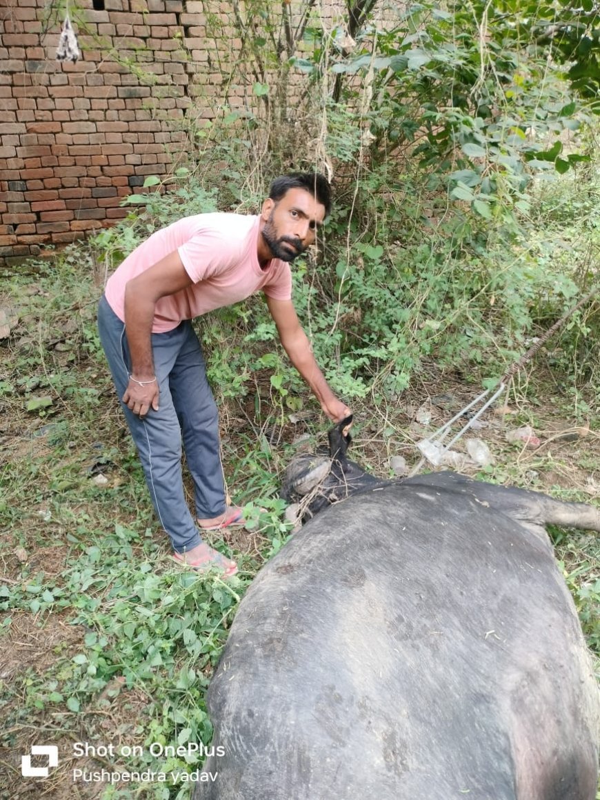 करंट लगने से हुई भैंस की मौत,इत्तेफाकिया कानून के तहत मुकदमा दर्ज