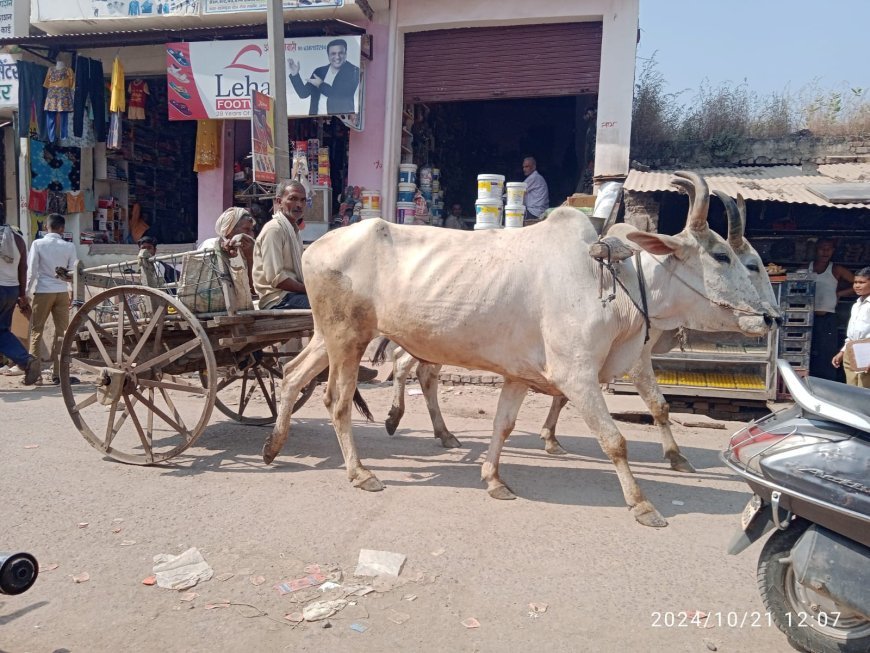 सड़क पर चलती बैलगाड़ी देख याद आया चार दशक पुराना दौर