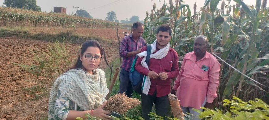 उप जिलाधिकारी ने खेतों में जाकर की ज्वार की क्रॉप कटिंग, अच्छे उत्पादन की उम्मीद