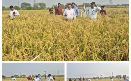 कुठौंदा में हुई क्रॉप कटिंग, धान की उपज का हुआ आंकलन