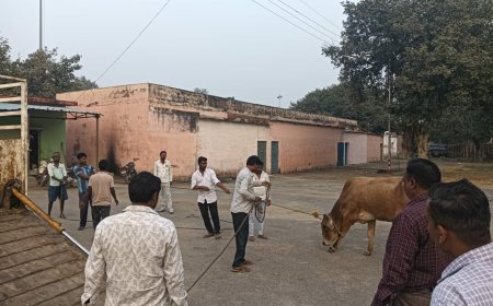 उप जिलाधिकारी के आदेश पर नगर पालिका ने गल्ला मंडी से पकड़े आवारा गोवंश