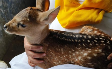 हिरण के बच्चे को कुत्तों से बचाया गया