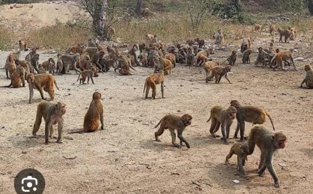 उत्पाती बंदरो के आतंक से नगर वासी परेशान