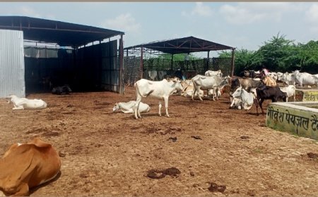 बढ़ती शीललहर के बाद भी प्रधान गौशाला में नहीं कर पा रहा गौवंशों की सुरक्षा