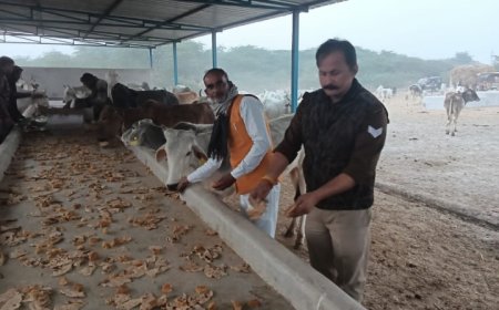 भदरेखी प्रधान प्रतिनिधि ने गौवंशों को खिलायी गुड़ के साथ रोटी