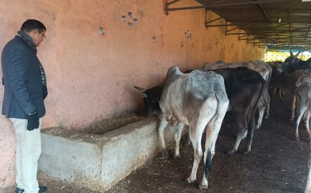 उपजिलाधिकारी ने ग्राम बबीना की गौशाला का किया औचक निरीक्षण