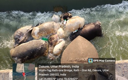 एक बार पुन:नहर में गौमाताओंकी क्षत विक्षत लाशें देखकर मचा हड़कम्प