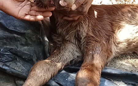 गाय ने दिया विचित्र आकृति की बछिया को जन्म