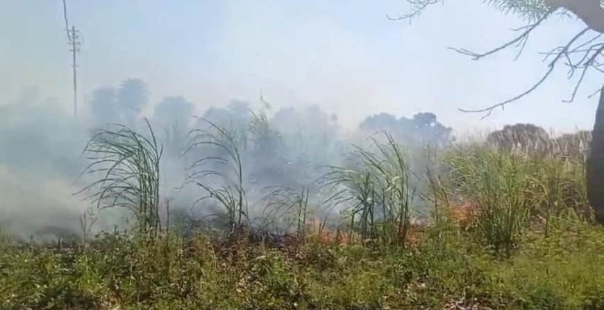 बिजली के तार की चिंगारी से गन्ने की फसल में लगी आग, किसान हुआ बर्बाद