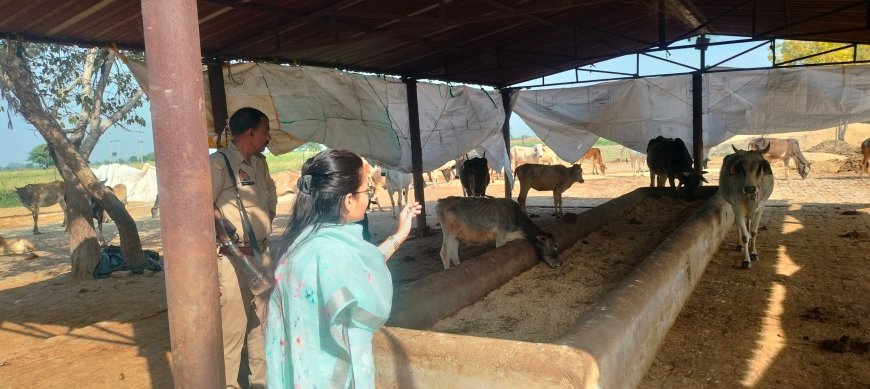 ग्राम जुझारपुरा स्थित गौशाला का एस डी एम ने किया औचक निरीक्षण