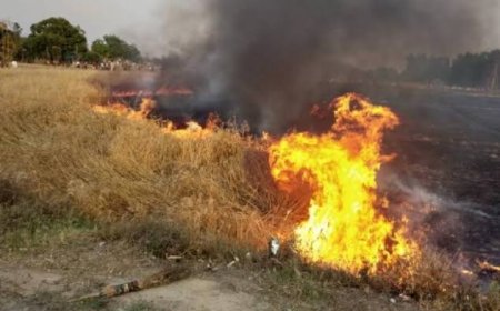 हार्वेस्टर की चिंगारी से खेतों में लगी आग