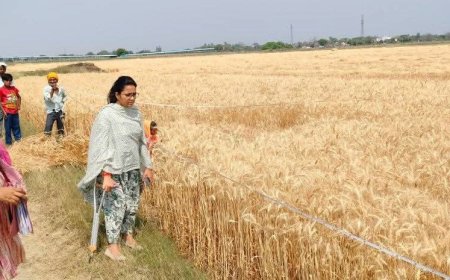 उप जिलाधिकारी ज्योति सिंह ने गेहूं की क्रॉप कटिंग का किया स्थलीय निरीक्षण